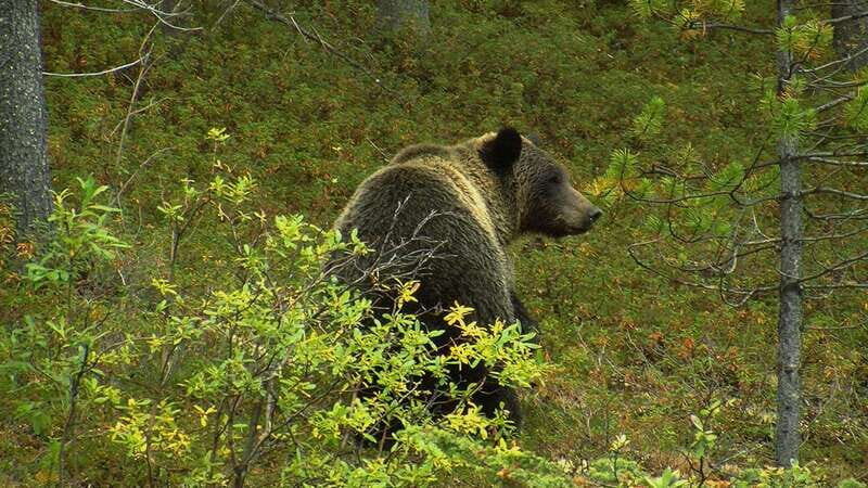Banff National Park PRIVATE SAFARI and Nature Walk - 3.5H - Exploring the Details of Your Banff Safari and Nature Walk