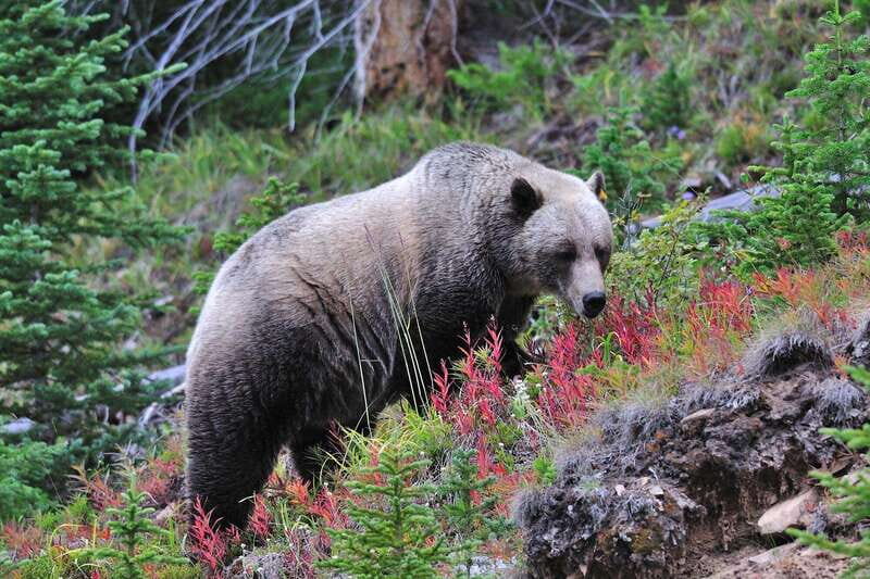 Banff National Park PRIVATE SAFARI and Nature Walk - 3.5H - Who Should Book This Tour?