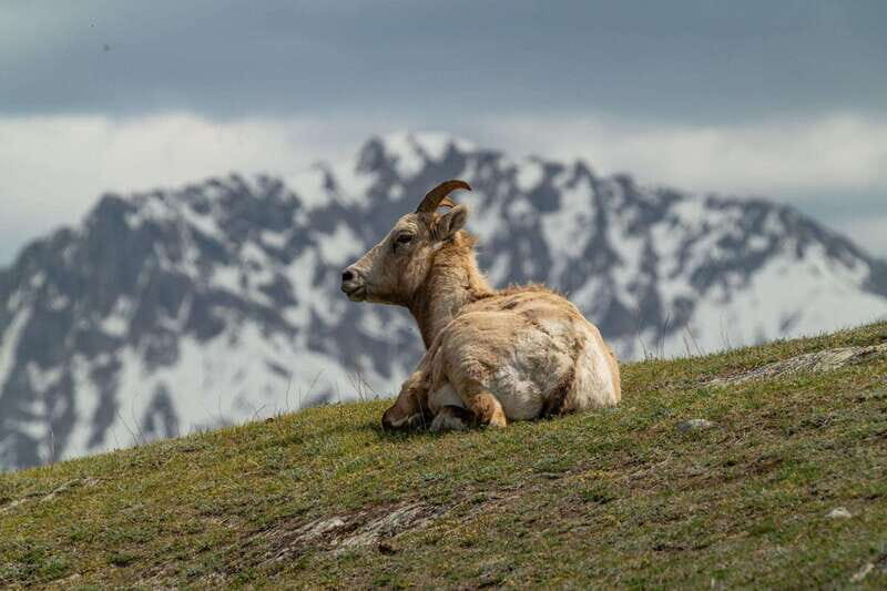 Banff National Park PRIVATE SAFARI and Nature Walk - 3.5H - FAQs