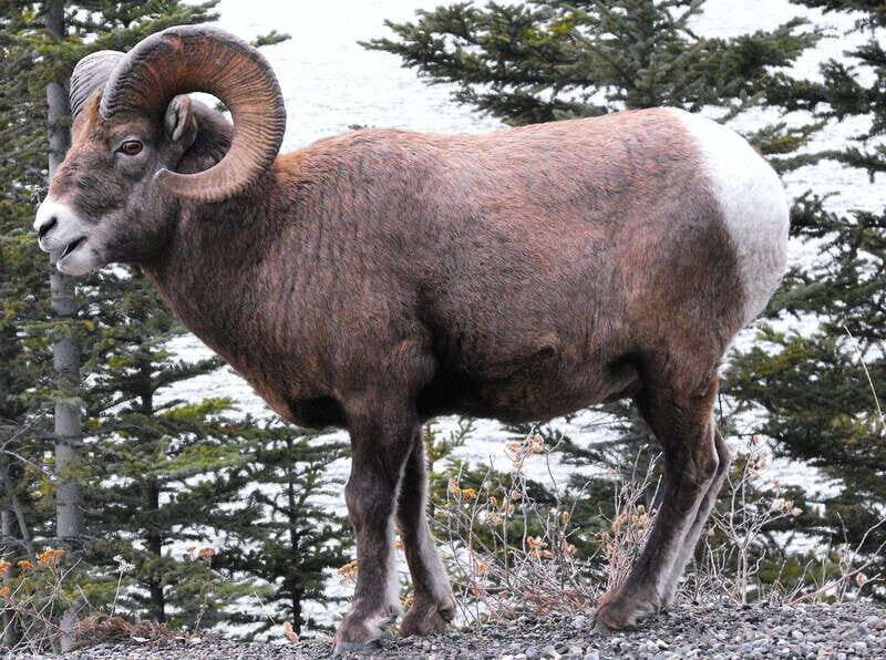 Banff PRIVATE Guided Nature Walk + Transportation - 2.5H - Key Points