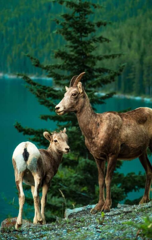 Banff: Private Premium Wildlife Viewing & Sunset Experience - Key Points