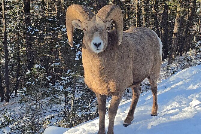 Banff Small-Group Tour in Lake Louise, Moraine and Hidden Gems - Final Thoughts