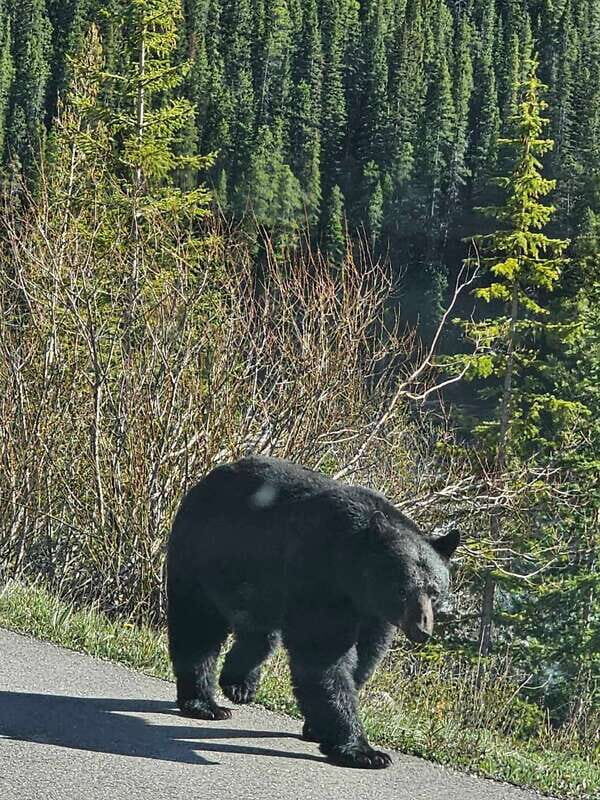 Banff to Jasper One-Way Private Tour sightseeing - Key Points