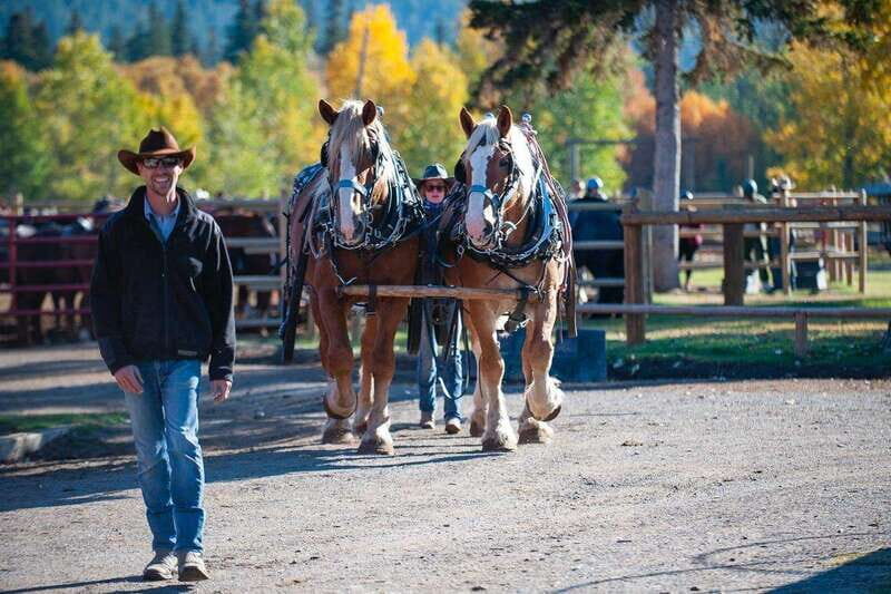 Banff: Wagon Ride with Cowboy Cookout BBQ - Key Points