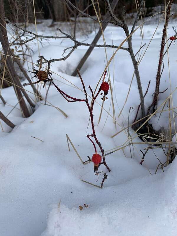 Banff: WILD ICE Winter Adventure - Ice Cleat Included - Final Thoughts