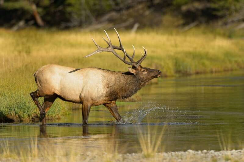 Banff: Wildlife on the Bow | Big Canoe Tour - An In-Depth Look at the Big Canoe Tour Experience