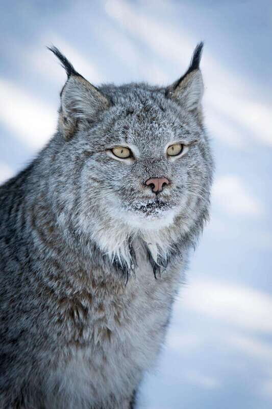 Banff: Winter Wilderness Walk with Wildlife Tracking - 2hrs - Key Points