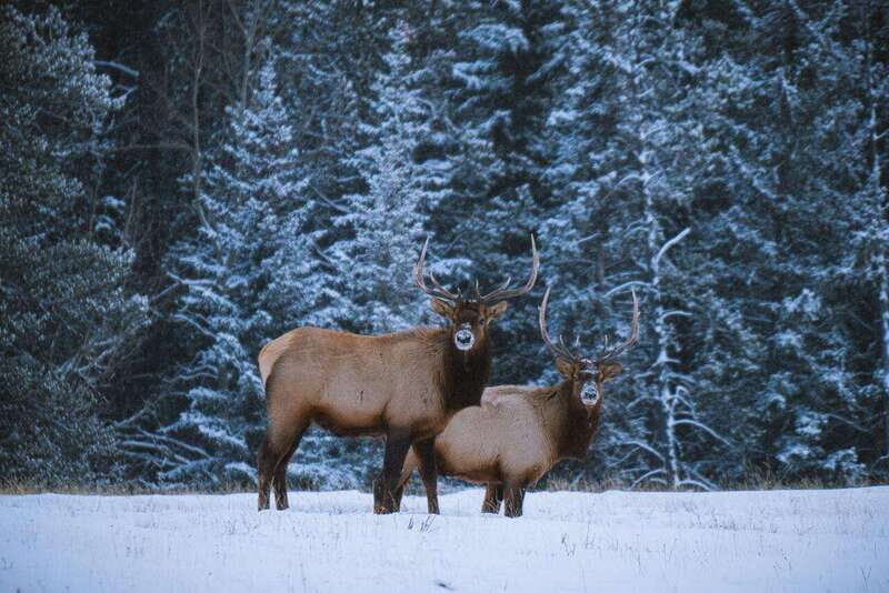 Banff: Winter Wilderness Walk with Wildlife Tracking - 2hrs - Exploring the Rocky Mountain Winter Wilderness