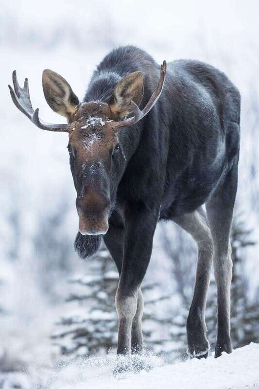 Banff: Winter Wilderness Walk with Wildlife Tracking - 2hrs - Final Thoughts: Is This Tour for You?