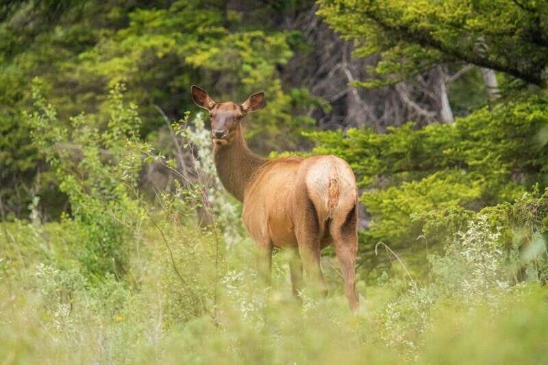 Banff, Yoho, and Jasper 2 Day Private Tour - Final Thoughts
