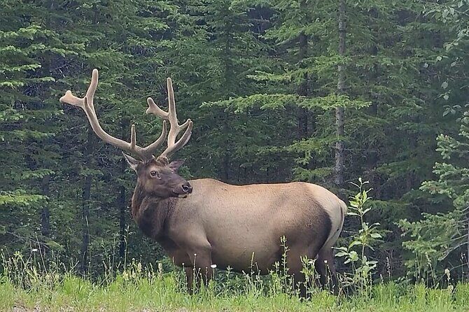 Banff, Yoho, Kootenay and Jasper Private National Parks Tour - What the Tour Includes and How It Works