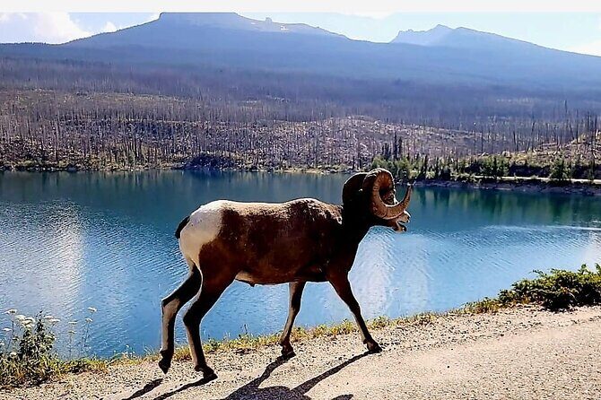 Banff, Yoho, Kootenay and Jasper Private National Parks Tour - Why This Tour Stands Out