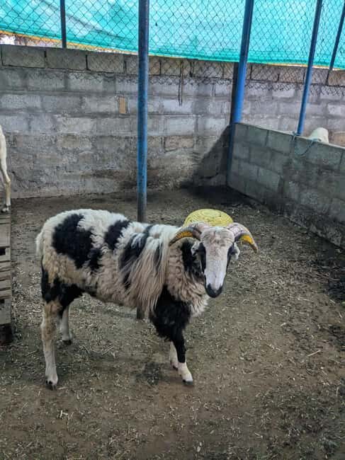 Bangalore: Big Barn Farm Visit with Animal Interactions - FAQs