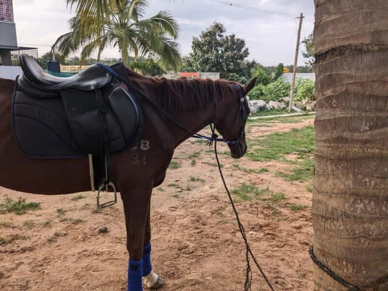 Bangalore: Horse Riding Safari Tour - Final Thoughts