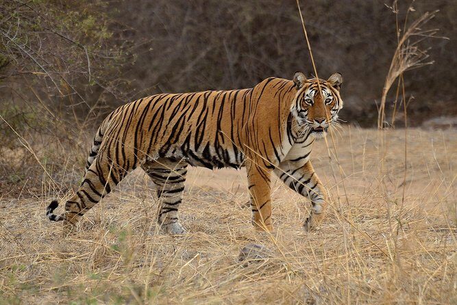 Bangalore to Nagarhole National Park: Wilderness Retreat - Introduction: Why This Tour Is Special