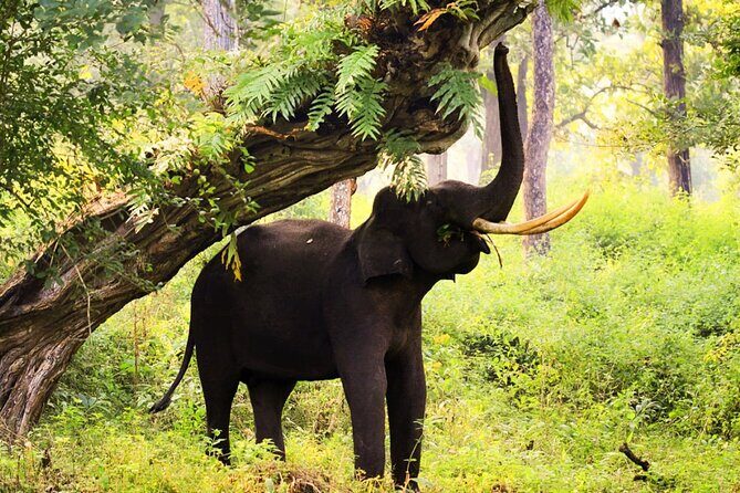 Bangalore to Nagarhole National Park: Wilderness Retreat - The Sum Up: Is This Tour Worth It?