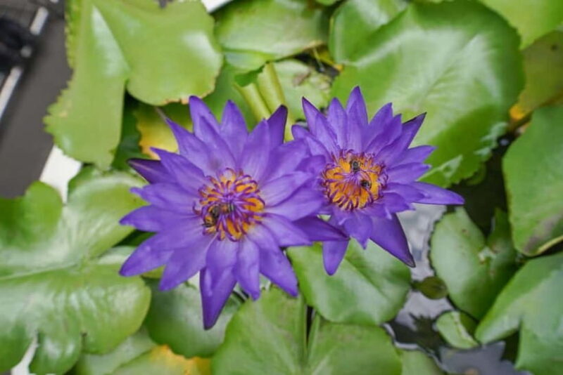 Bangkok: Canal Village Tour with EV Boat & Lunch - Exploring the Bangkok Canal Village Tour: What to Expect