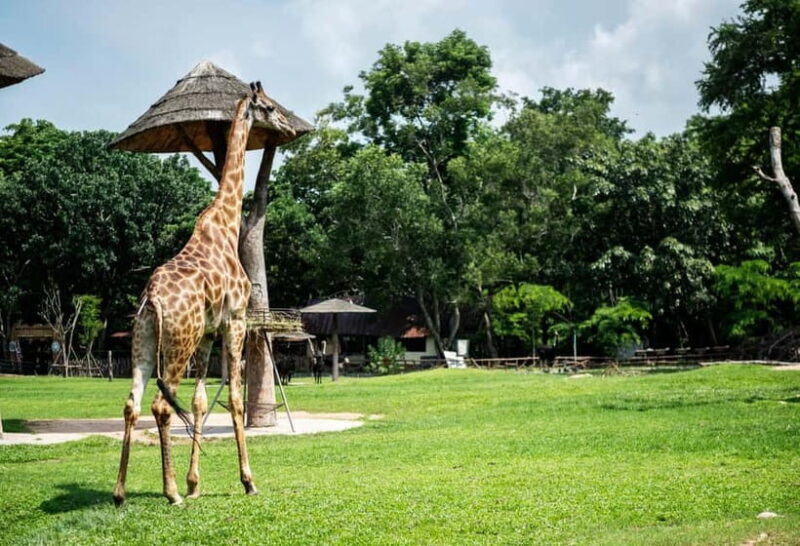 Bangkok/Pattaya: Khao Kheow Zoo Private Tour with Pickup - Key Points