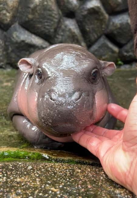 Bangkok/Pattaya: Khao Kheow Zoo Private Tour with Pickup - FAQ