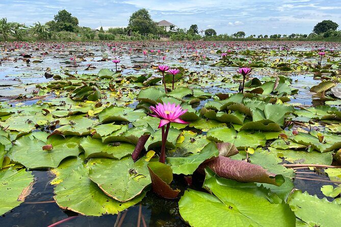 Bangkok: Red Lotus Pond & Thonburi Market - What’s Included and What to Expect