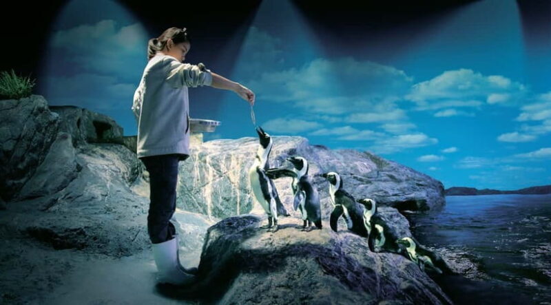 Bangkok: SEA LIFE Bangkok Ocean World Entry Ticket - Breaking Down the Value