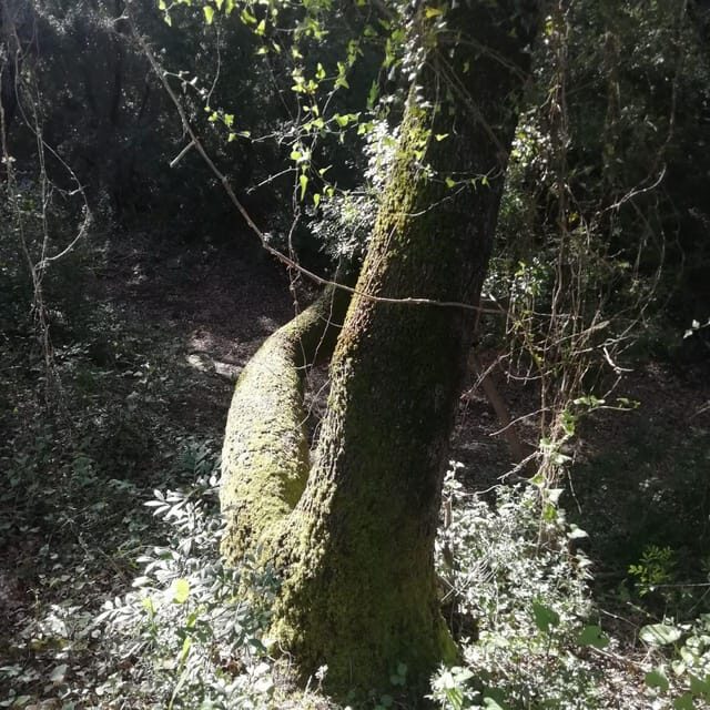 baño de bosque / bany de forêt - Experience the Calm of Mallorca’s Holm Oak Forest with a Forest Bathing Tour