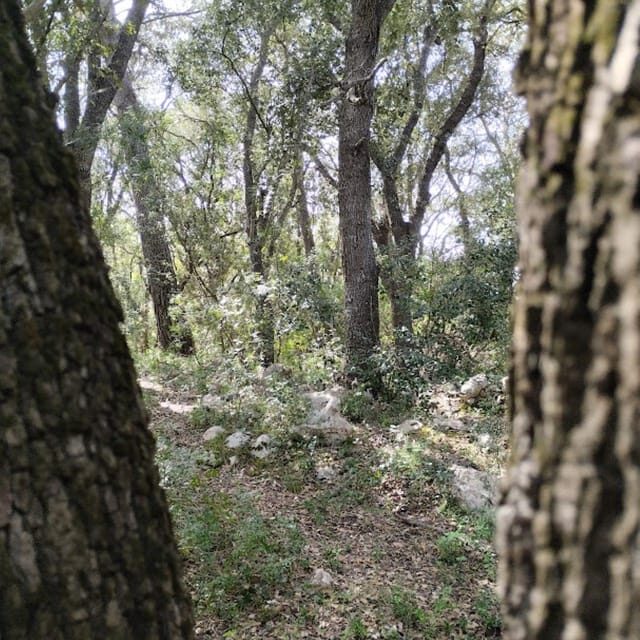 baño de bosque / bany de forêt - The Practicalities