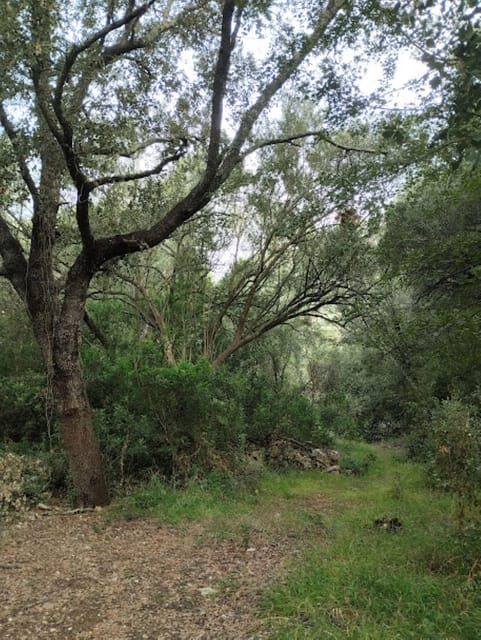 baño de bosque / bany de forêt - Authenticity and Value: Is It Worth It?
