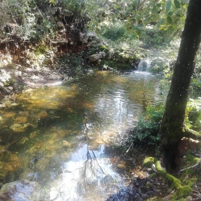 baño de bosque / bany de forêt - The Sum Up