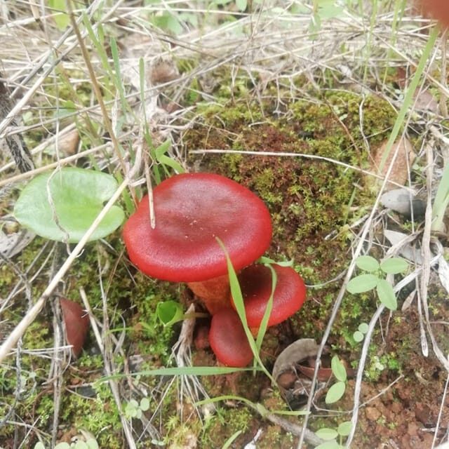 baño de bosque / bany de forêt - FAQ