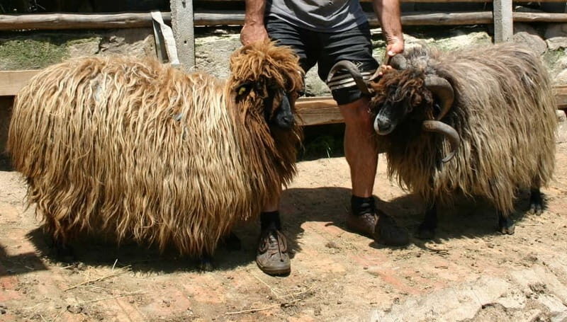 Bansko: Rare Bulgarian Pets Experience - Quick Overview