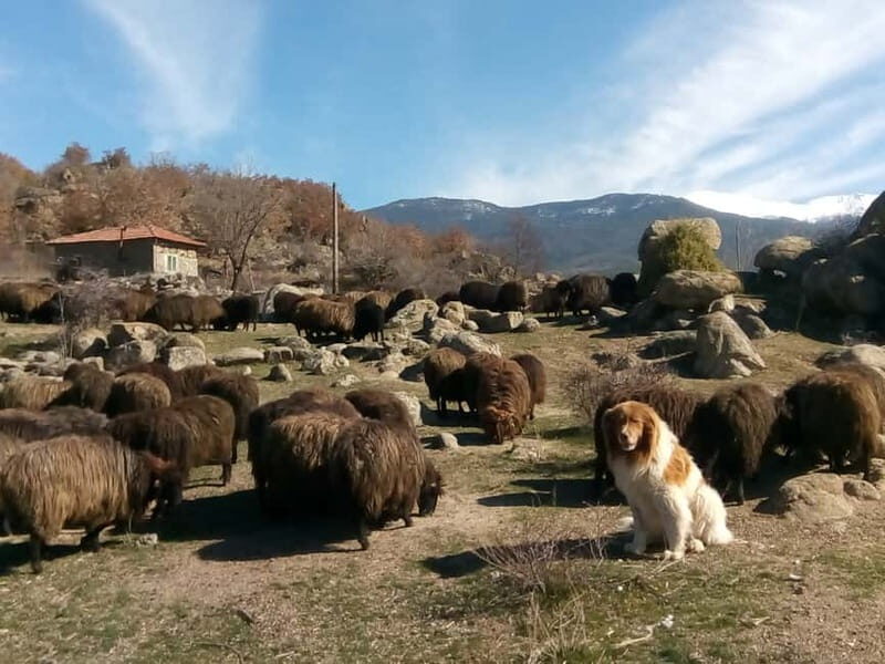 Bansko: Rare Bulgarian Pets Experience - The Value of This Tour