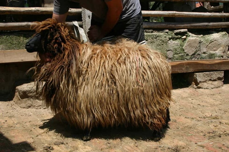 Bansko: Rare Bulgarian Pets Experience - FAQs
