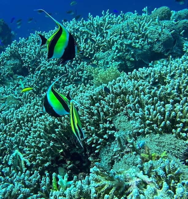 Bantayan Island: Fundive Freediving Excursion - Why Choose This Freediving Experience?