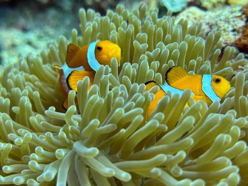 Bantayan Island: Intro Freediving Experience - Key Points