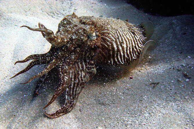Baptism of diving in the Natural Park of the Strait - Why You’ll Love the Baptism of Diving in the Natural Park of the Strait