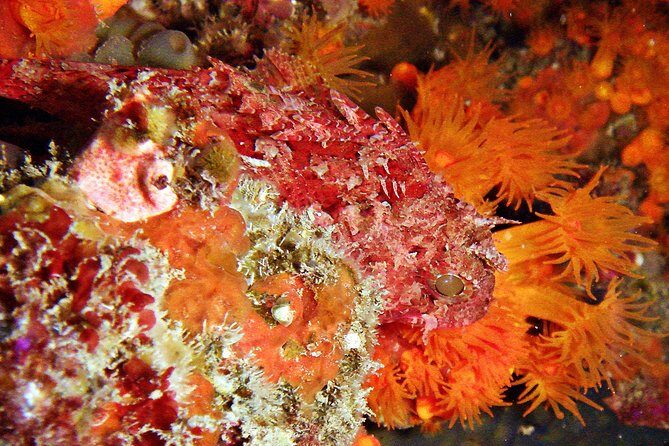 Baptism of diving in the Natural Park of the Strait - Is This Tour Right for You?