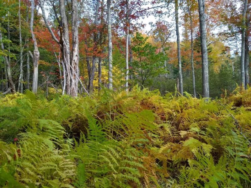 Bar Harbor: Acadia National Park Autumn Leaf Private Tour - Exploring Acadia: A Detailed Look at the Tour