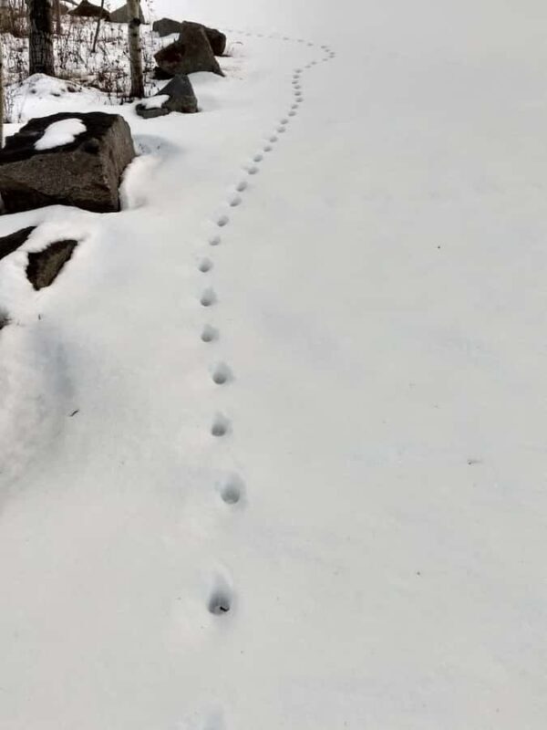 Bar Harbor, Maine: Winter in Acadia Private Driving Tour - An In-Depth Look at the Winter in Acadia Private Driving Tour