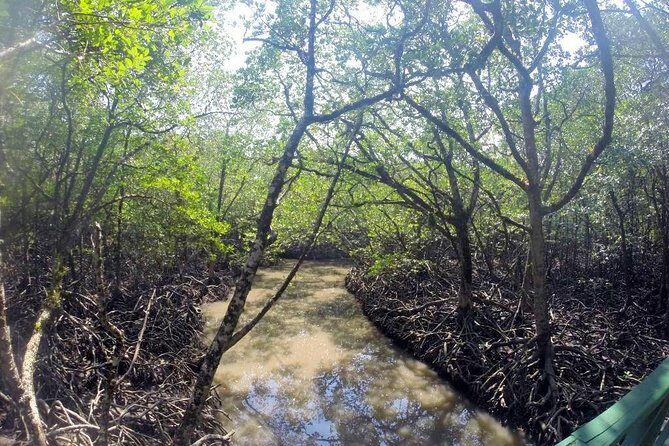 Baratang Island LimeStone Caves - The Itinerary in Detail: A Deep Dive into What Youll See