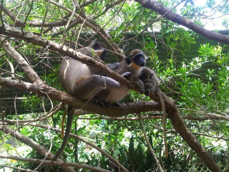 Barbados: 4 Hour Private Customized Island Tour - Who Should Consider This Tour?