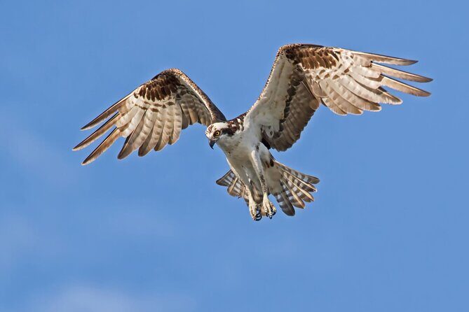 Barbados Bird Watching Experience (Transport Included) - A Closer Look at the Barbados Bird Watching Experience