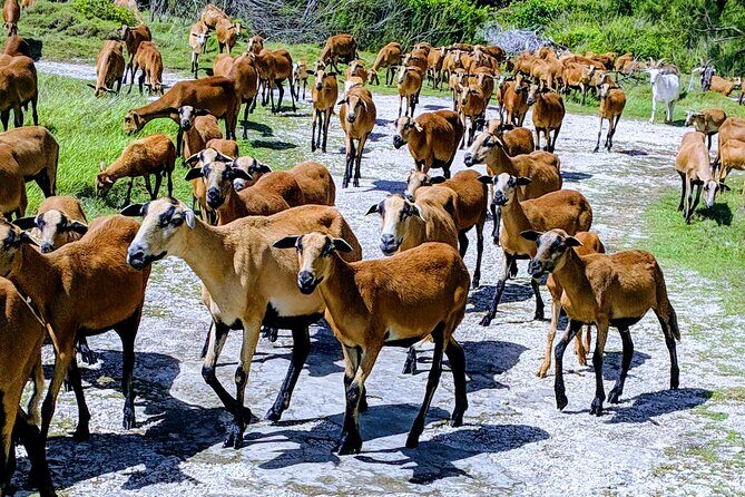 Barbados Bird Watching Experience (Transport Included) - FAQs