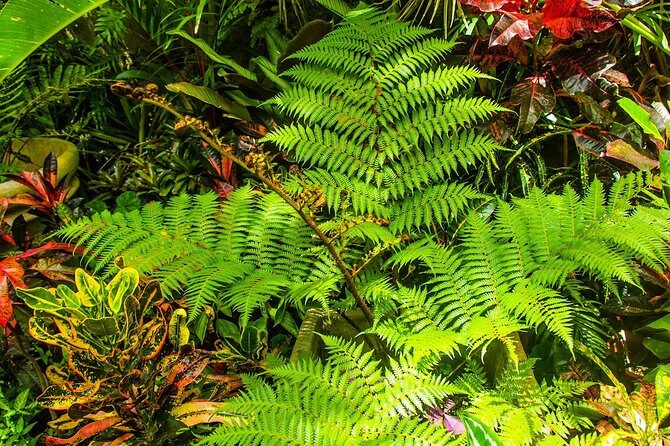 Barbados Botanical Tour - Key Points