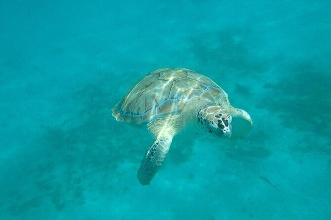 Barbados Catamaran Snorkel Cruise with Open Bar - Final Thoughts