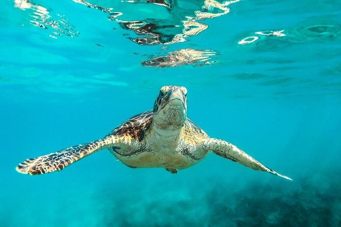 Barbados Catamaran Turtle and Shipwreck Snorkeling Cruise - Key Points