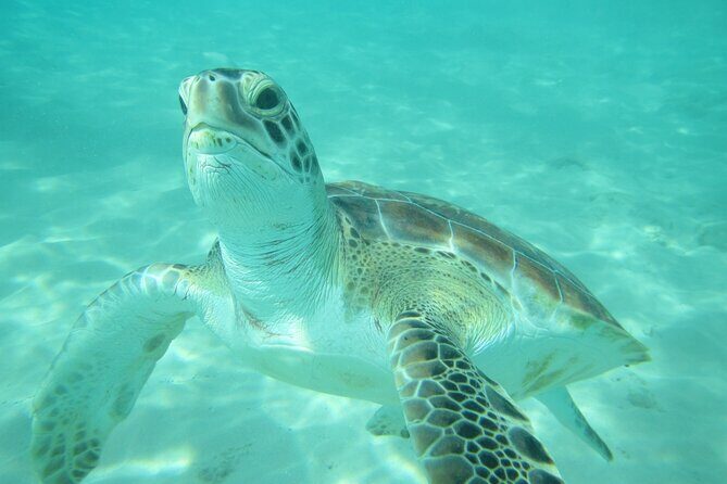 Barbados Catamaran Turtle and Shipwreck Snorkeling Cruise - An In-Depth Look at the Barbados Catamaran Snorkel Tour