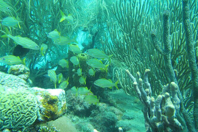 Barbados Catamaran Turtle and Shipwreck Snorkeling Cruise - The Shipwreck: An Underwater Surprise
