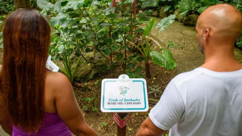 Barbados: Harrison's Cave Adventure Park Pass - The Sum Up