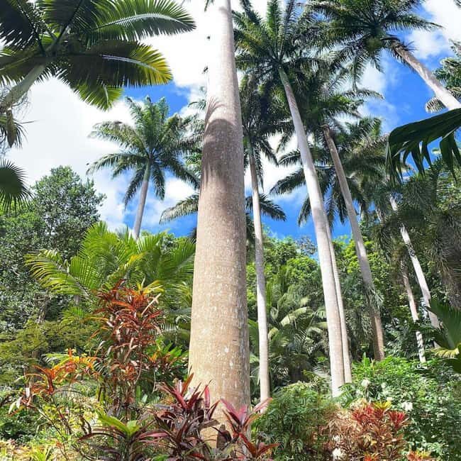 Barbados: Hunte's Garden, Artisan Studios, and Beach Tour - Who Will Love This Tour?